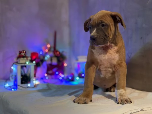 Cuccioli di American Bully | Foto 1