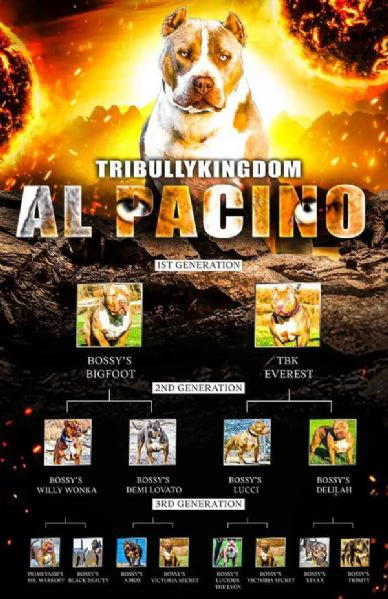 Cuccioli di American Bully | Foto 0