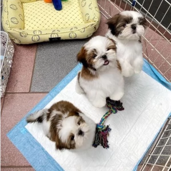 Due cuccioli di Shihtzu in adozione ,  | Foto 0