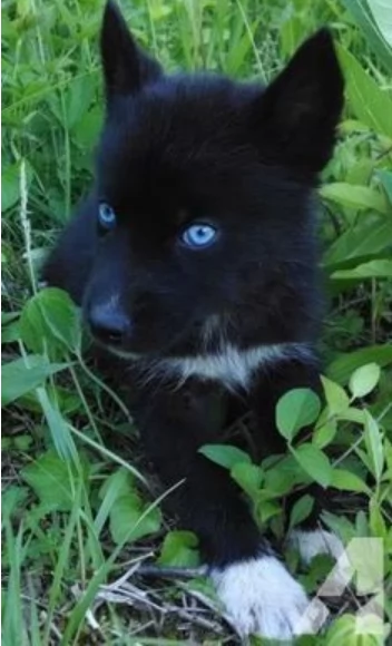 Cuccioli siberian husky 3 maschi e 2 femmine tutti occhi azzurri