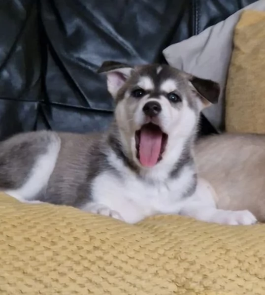 Cuccioli siberian husky 3 maschi e 2 femmine tutti occhi azzurri | Foto 6
