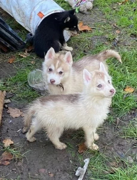 Cuccioli siberian husky 3 maschi e 2 femmine tutti occhi azzurri | Foto 5