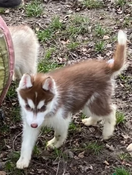 Cuccioli siberian husky 3 maschi e 2 femmine tutti occhi azzurri | Foto 4
