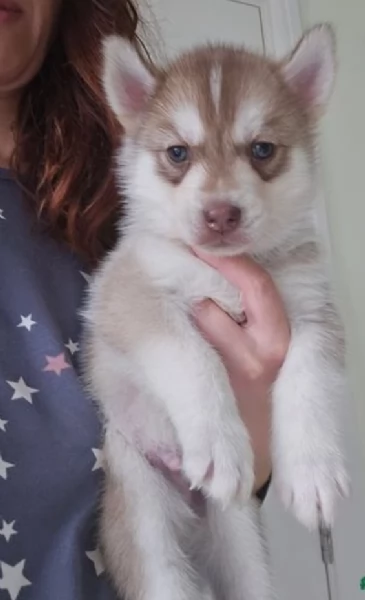 Cuccioli siberian husky 3 maschi e 2 femmine tutti occhi azzurri | Foto 3