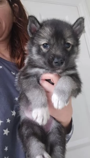 Cuccioli siberian husky 3 maschi e 2 femmine tutti occhi azzurri | Foto 2