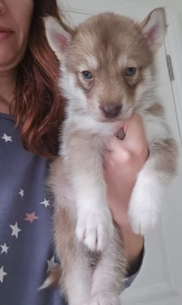Cuccioli siberian husky 3 maschi e 2 femmine tutti occhi azzurri | Foto 1