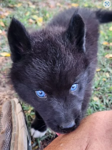 Ultima cucciola di Siberia husky originale già svezzata