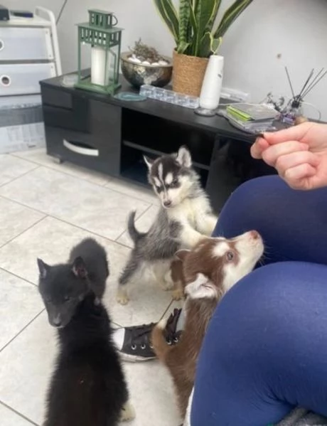  bellissimi cuccioli di siberian husky molto docili ed affettuosi ottimi da compagnia
