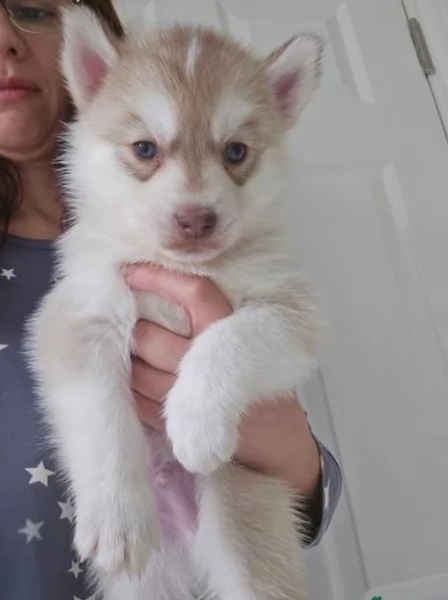 CUCCIOLI DI SIBERIAN HUSKY ALLEVATI CON AMORE per adozione  | Foto 1