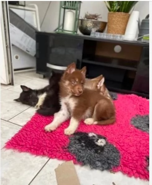 cuccioli siberian husky, 3 femmine 2 maschi disponibili, iscritti enc