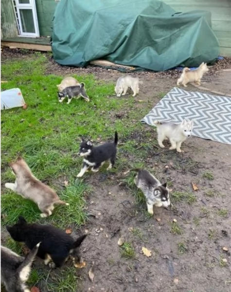 CUCCIOLI DI SIBERIAN HUSKY ALLEVATI CON AMORE per adozione  | Foto 0