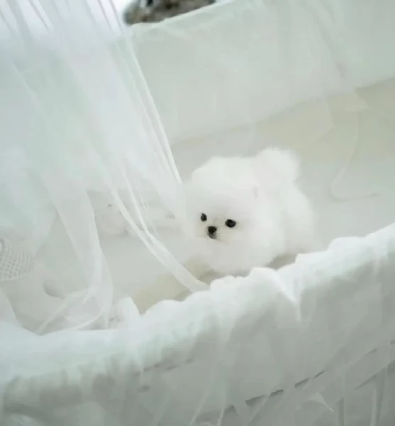 Cuccioli di Volpino Pomerania disponibili