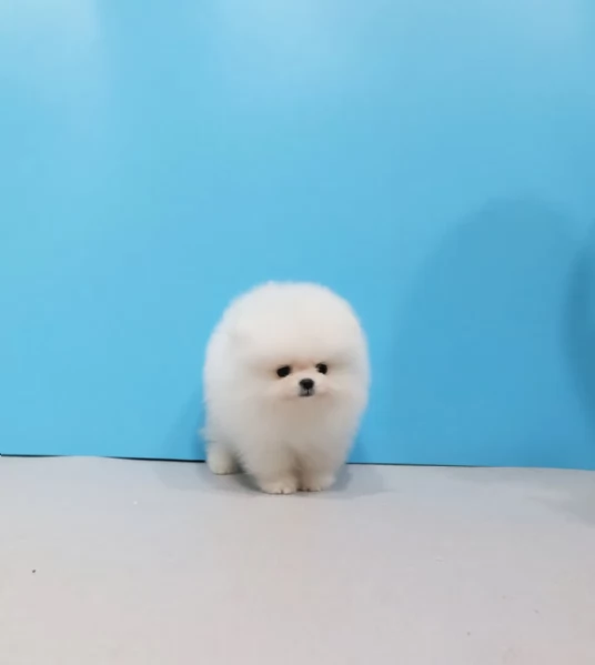 Cuccioli di Volpino Pomerania disponibili | Foto 4