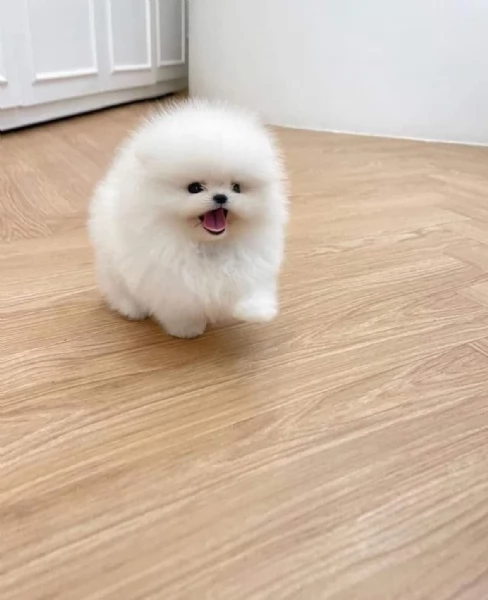 Cuccioli di Volpino Pomerania disponibili | Foto 3