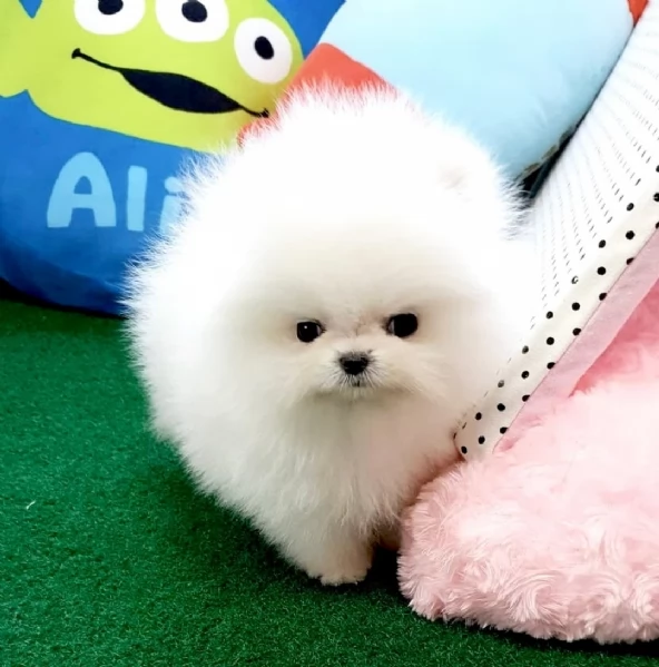 Cuccioli di Volpino Pomerania disponibili | Foto 1
