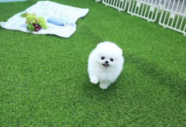 Volpino Pomerania Toy di 3 mesi, maschio e femmina | Foto 2