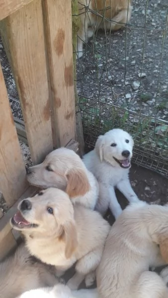 Cuccioli golden retriver  | Foto 0