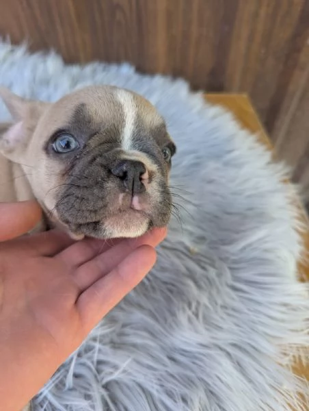 Bulldog francese blu e merle | Foto 1