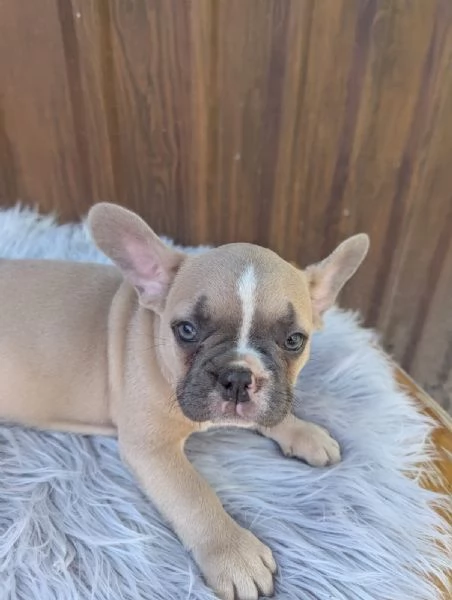 Bulldog francese blu e merle