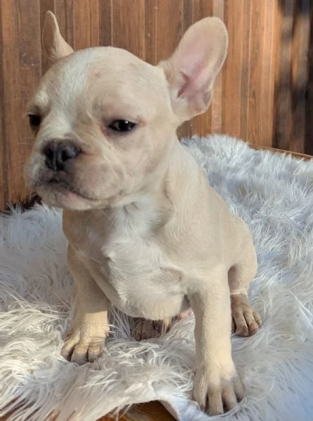 Bulldog francese blu e merle | Foto 2