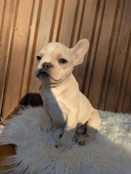 Bulldog francese blu e merle | Foto 0