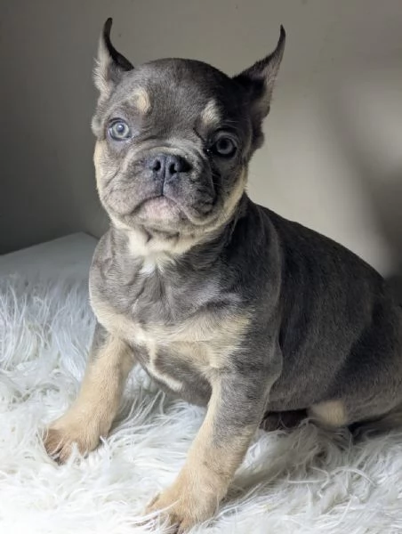 Bulldog francesi blu e merle | Foto 3