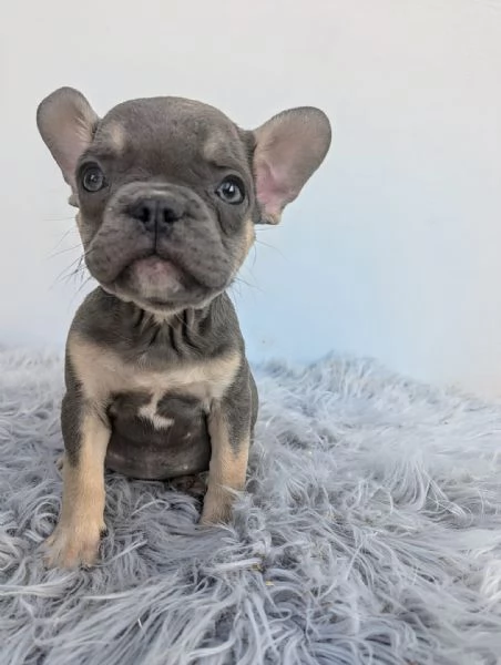 Bulldog francesi blu e merle | Foto 2