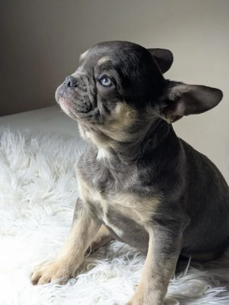 Bulldog francesi blu e merle | Foto 0