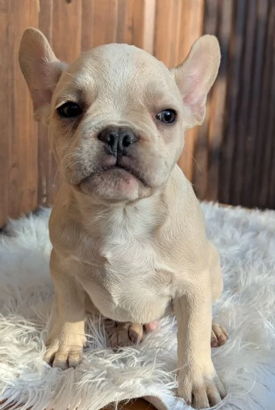 Bulldog francese blu fawn