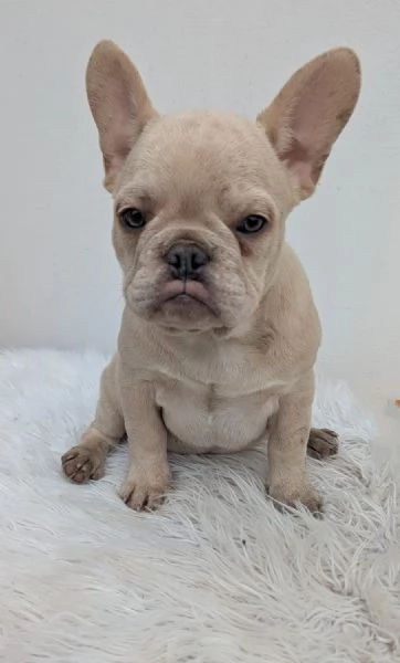 Bulldog francese crema | Foto 3