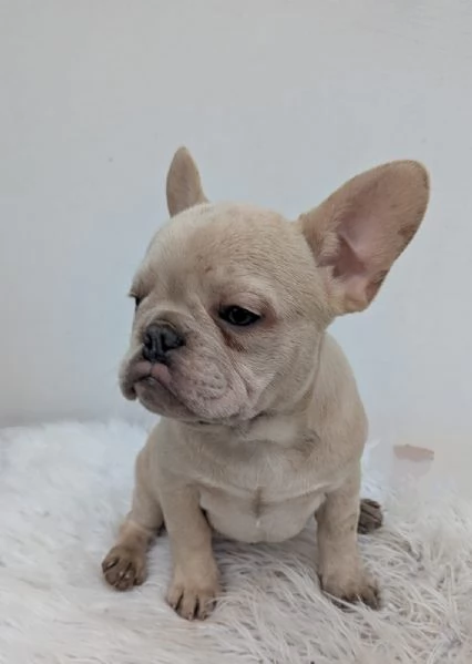 Bulldog francese crema | Foto 1
