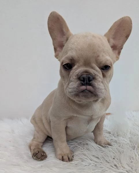 Bulldog francese crema | Foto 0
