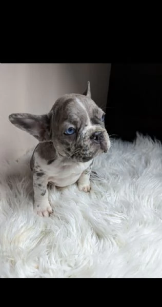 Bulldog francesi blu merle | Foto 3