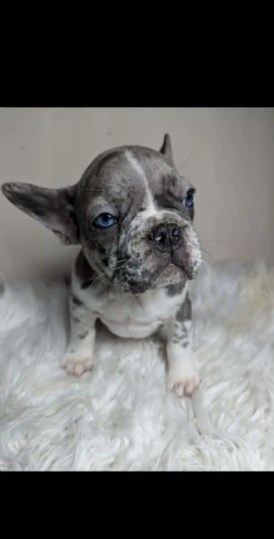 Bulldog francesi blu merle | Foto 0