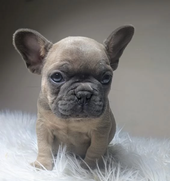 Bulldog francese blu merle | Foto 3