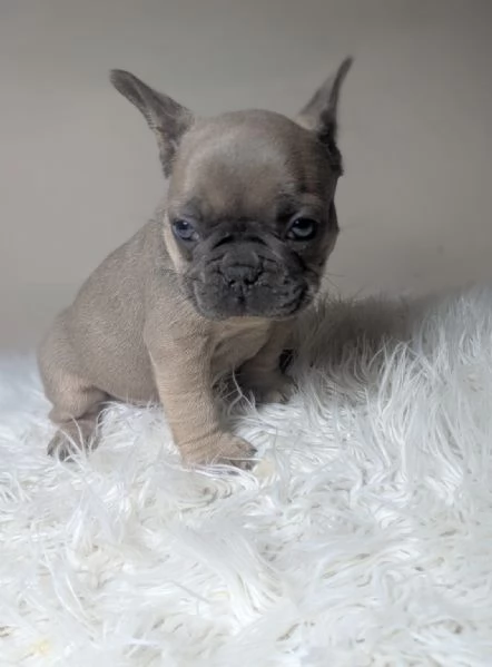 Bulldog francese blu merle | Foto 2