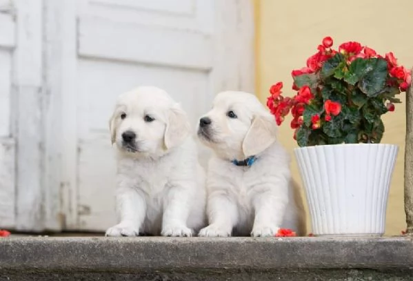 Cucciole di Golden retriever di circa 3 mesi