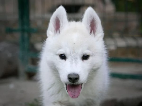 Cucciolo maschio di Husky Siberiano | Foto 4