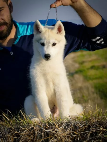 Cucciolo maschio di Husky Siberiano | Foto 2