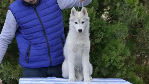 Cucciolo maschio di Husky Siberiano | Foto 1