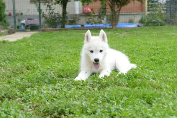 Cucciolo maschio di Husky Siberiano