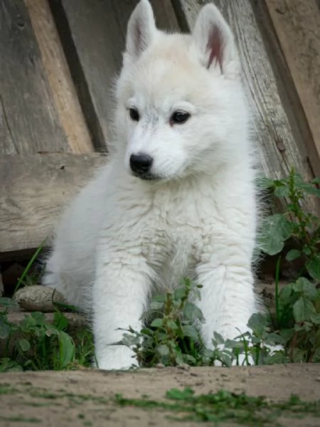 Cucciolo maschio di Husky Siberiano | Foto 0