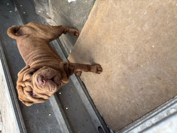 Cucciola Shar Pei | Foto 4