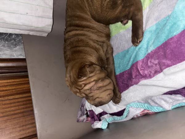 Cucciola Shar Pei | Foto 3