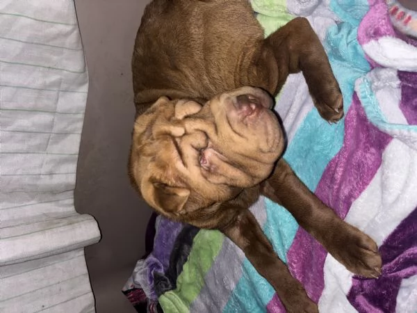 Cucciola Shar Pei | Foto 2