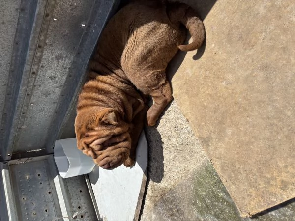 Cucciola Shar Pei | Foto 1