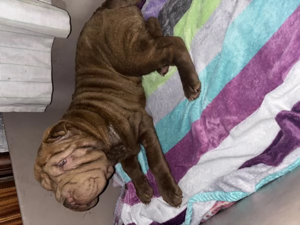 Cucciola Shar Pei | Foto 0