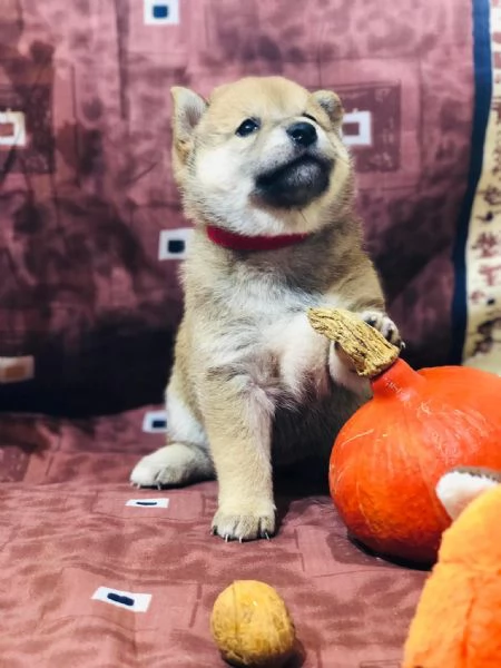 Cuccioli di shiba inu 3 mesi!!