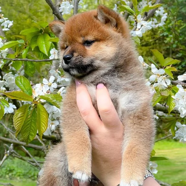 SHIBA INU cuccioli !! | Foto 0