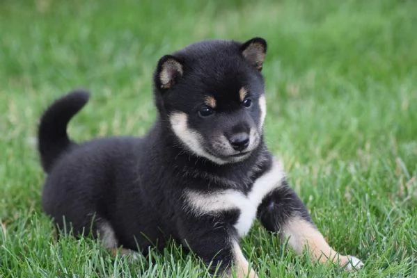 SHIBA INU cuccioli !!